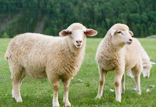 羊羊图片集,温馨可爱的图片集锦